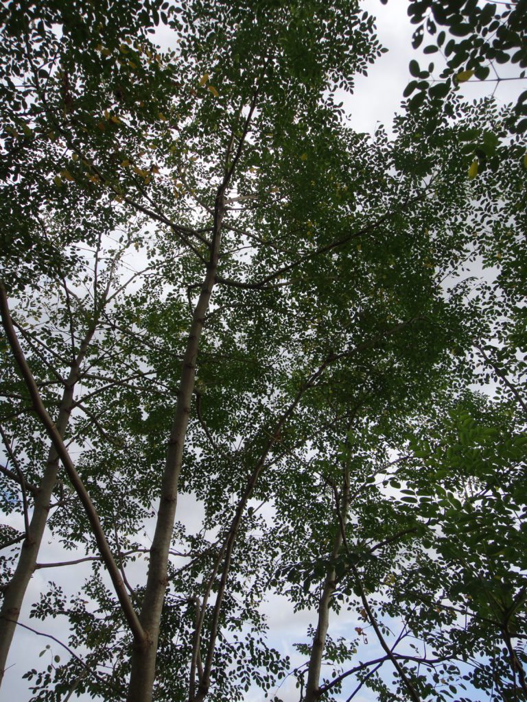 Organic Moringa Trees Growing Wildly in Rainy Season