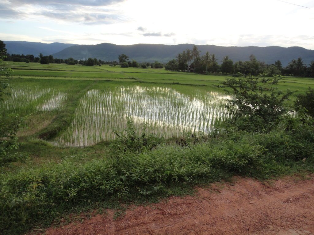 Rainy Season Rice Fields in Cambodia